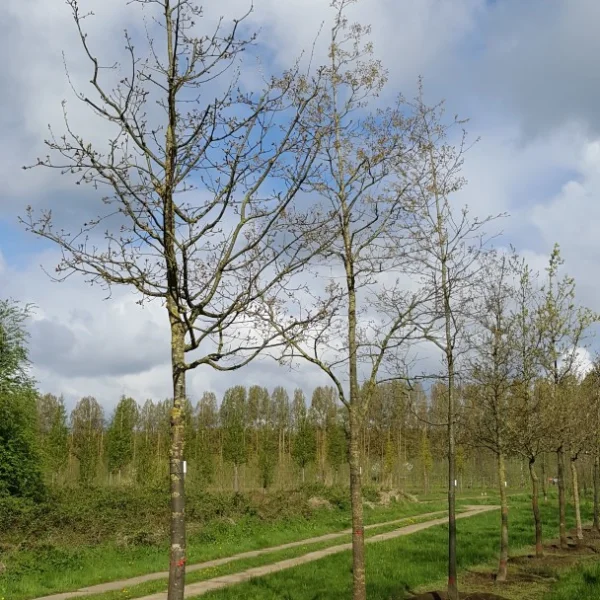 Quercus canariensis – Quercus canariensis