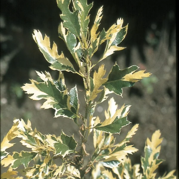 Quercus cerris 'Argenteovariegata' – Quercus cerris 'Argenteovariegata'