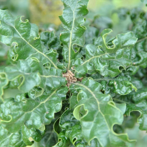 Quercus cerris 'Curly Head' – Quercus cerris 'Curly Head'