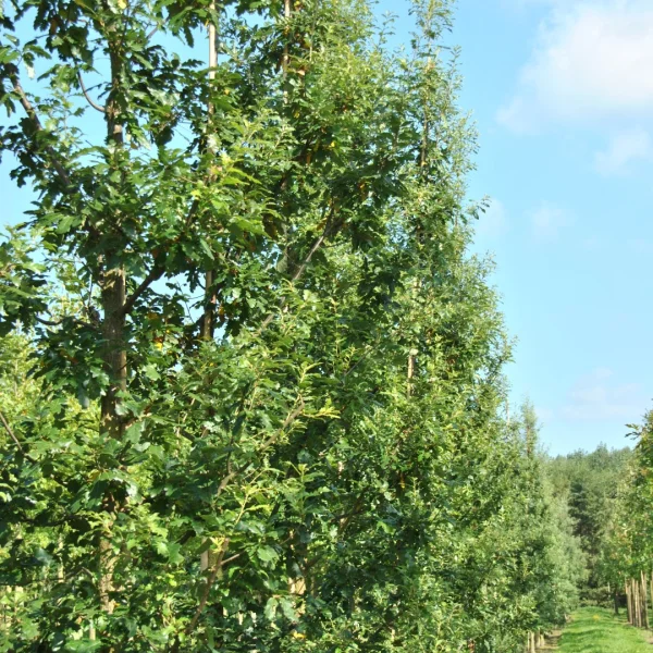 Quercus cerris 'Marvellous' – Quercus cerris 'Marvellous'