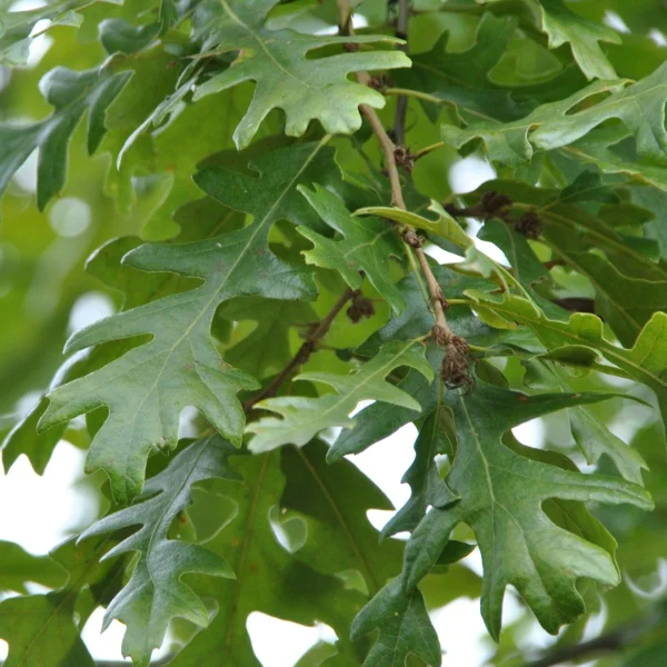 Quercus cerris 'Wodan' – Quercus cerris 'Wodan'
