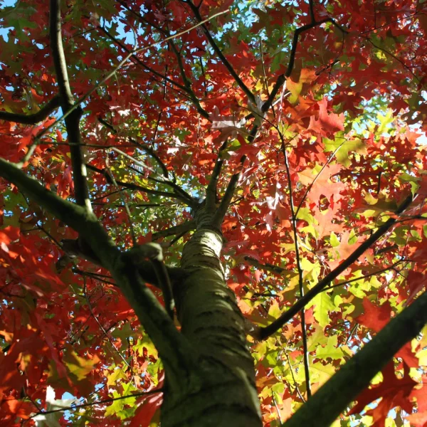 Quercus coccinea 'Splendens' – Quercus coccinea 'Splendens'