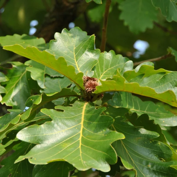 Quercus dentata – Daimyo oak