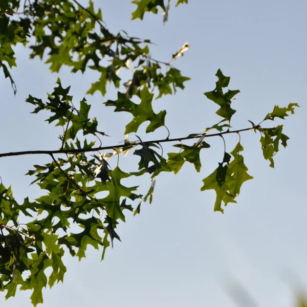 Quercus ellipsoidalis 'Hemelrijk' – Quercus ellipsoidalis 'Hemelrijk'