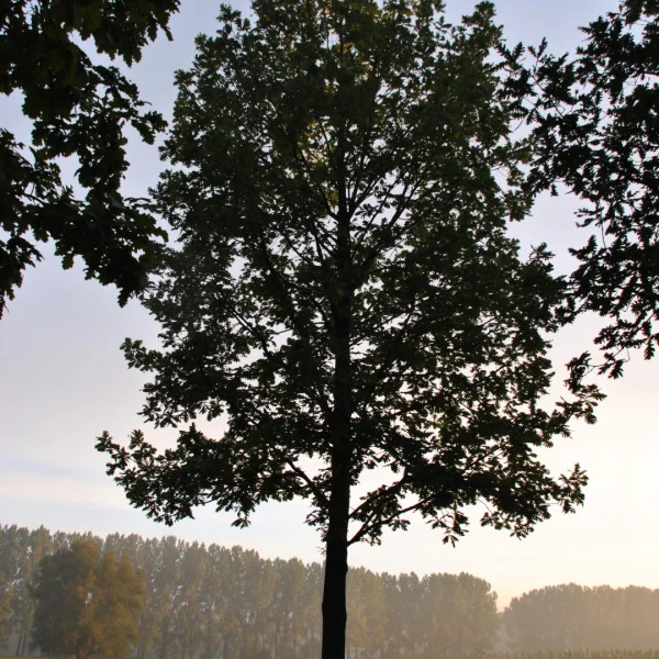 Quercus frainetto FOREST GREEN ('Schmidt') – Quercus frainetto FOREST GREEN ('Schmidt')