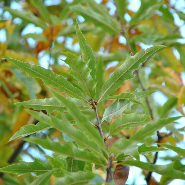 Quercus ×heterophylla – Bartram’s oak