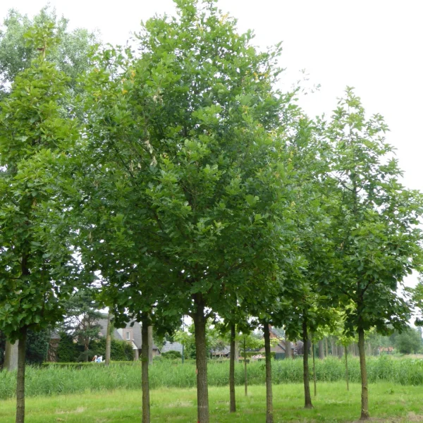 Quercus hickelii – Quercus hickelii