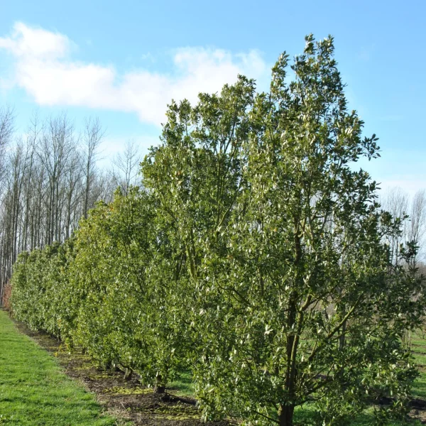 Quercus ×hispanica – Spanish oak