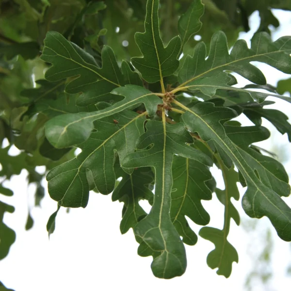 Quercus ×hispanica 'Diversifolia' – Quercus ×hispanica 'Diversifolia'