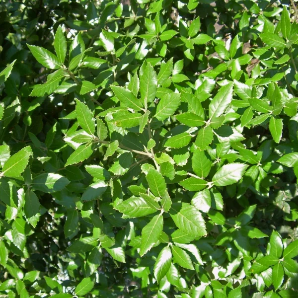 Quercus ×hispanica 'Waasland' – Quercus ×hispanica 'Waasland'