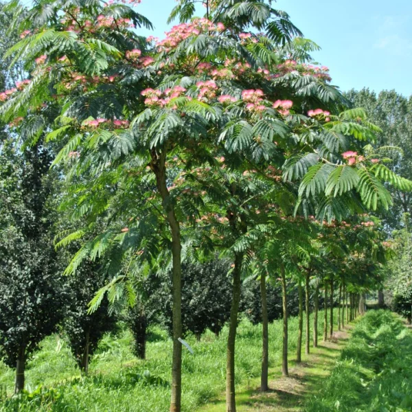 Albizia julibrissin OMBRELLA ('Boubri') – Albizia julibrissin OMBRELLA ('Boubri')