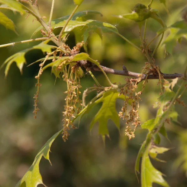 Quercus ithaburensis 'Hemelrijk Silver' – Quercus ithaburensis 'Hemelrijk Silver'