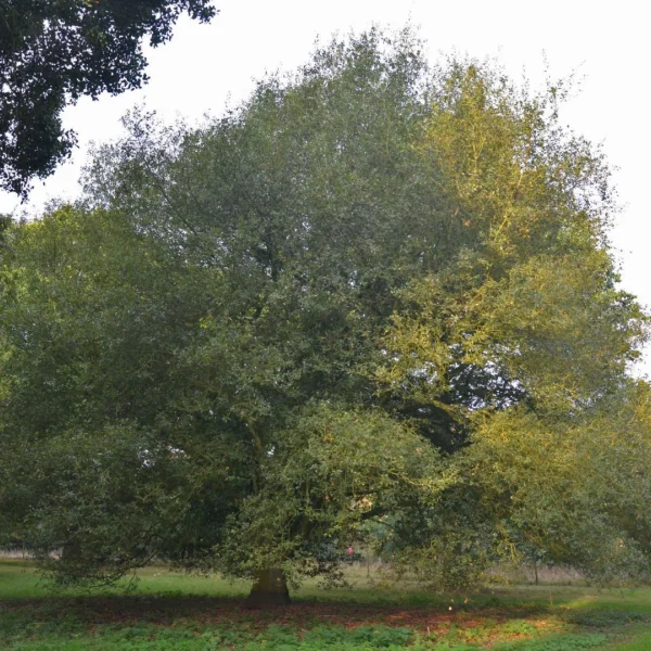 Quercus ×kewensis – Quercus ×kewensis