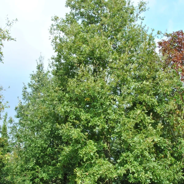 Quercus libani – Lebanon oak