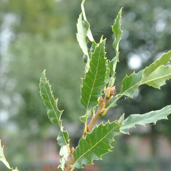 Quercus libani 'Angustfolia' – Quercus libani 'Angustfolia'