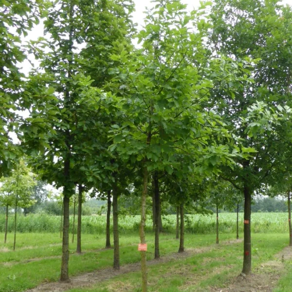 Quercus mongolica – Quercus mongolica