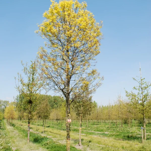 Quercus palustris 'Compacta' – Quercus palustris 'Compacta'