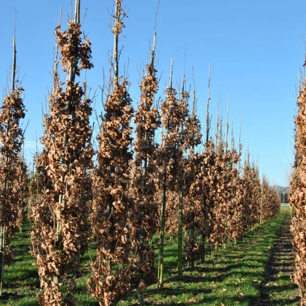Quercus palustris GREEN PILLAR ('Pringreen') – Quercus palustris GREEN PILLAR ('Pringreen')