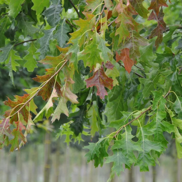 Quercus palustris 'Pendula' – Quercus palustris 'Pendula'