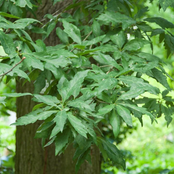Quercus petraea 'Mespilifolia' – Quercus petraea 'Mespilifolia'
