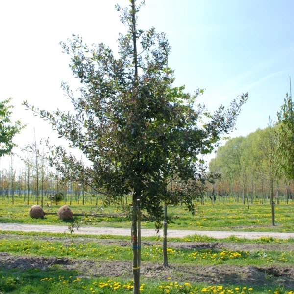 Quercus phillyreoides – Quercus phillyreoides