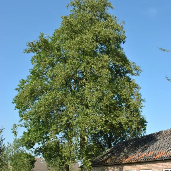 Alnus cordata – Italian alder