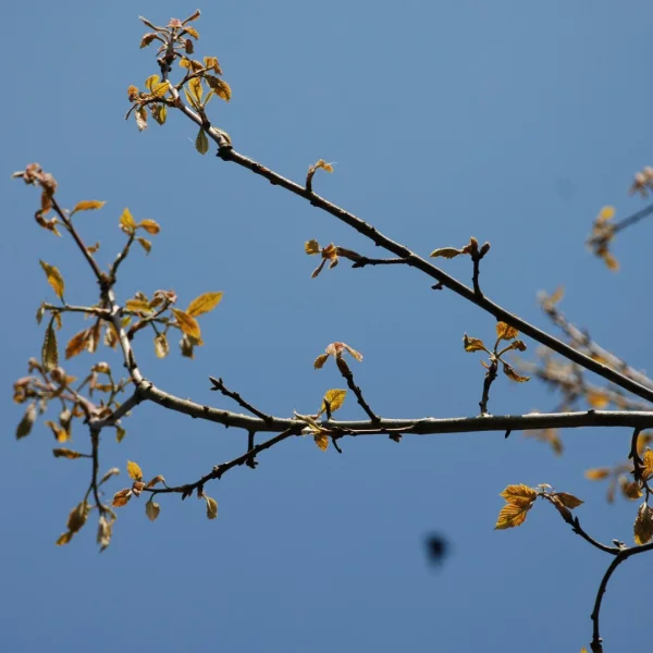 Quercus prinus – Quercus prinus