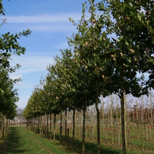 Quercus rhysophylla 'Maya' – Quercus rhysophylla 'Maya'
