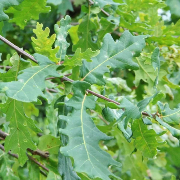 Quercus robur 'Alnarp Weeping' – Quercus robur 'Alnarp Weeping'