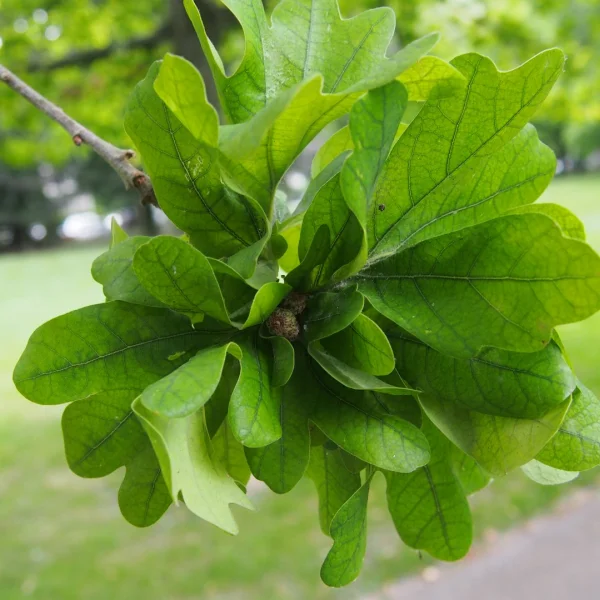 Quercus robur 'Cristata' – Quercus robur 'Cristata'