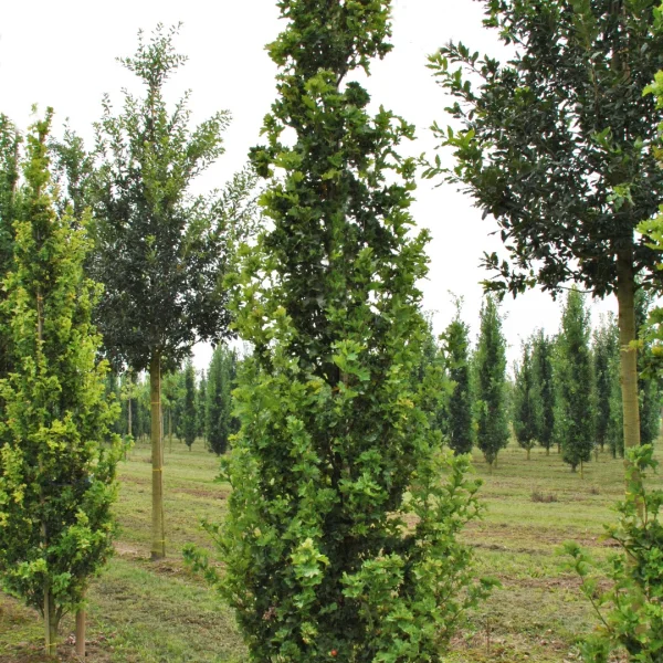 Quercus robur 'Facrist' – Quercus robur 'Facrist'