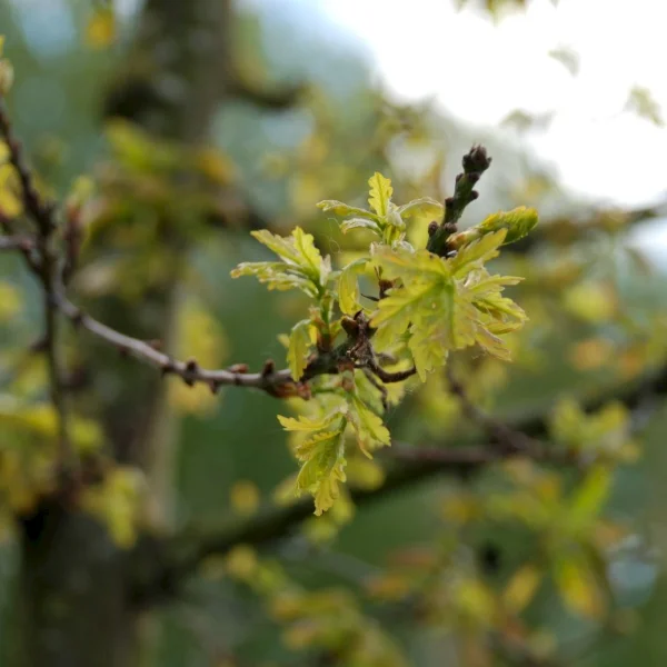 Quercus robur 'Hentzii' – Quercus robur 'Hentzii'