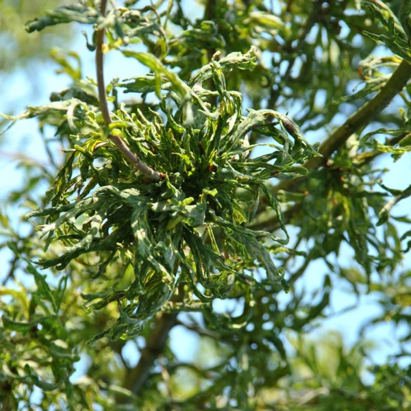 Quercus robur 'Irtha' – Quercus robur 'Irtha'
