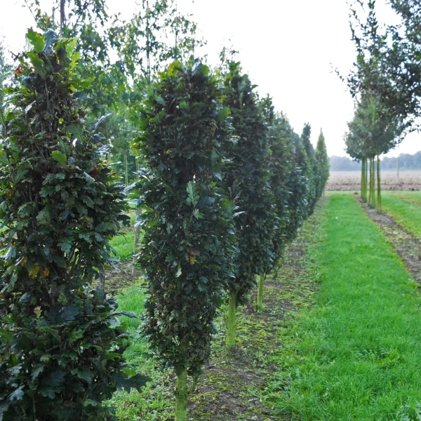 Quercus robur 'Menhir' – Quercus robur 'Menhir'