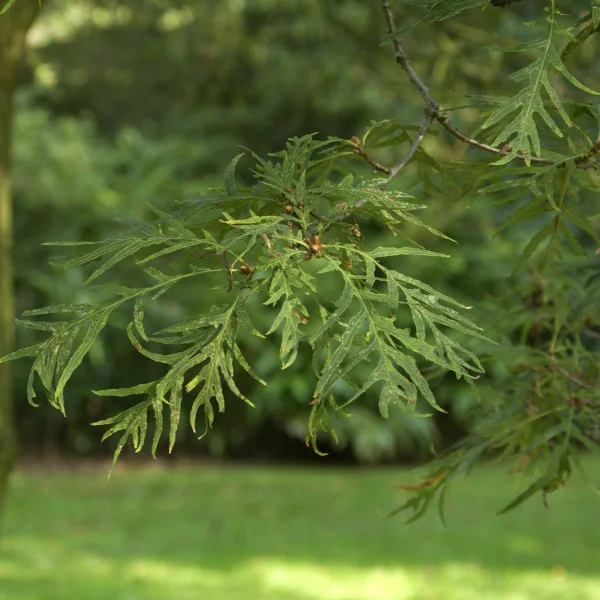 Quercus robur 'Pectinata' – Quercus robur 'Pectinata'