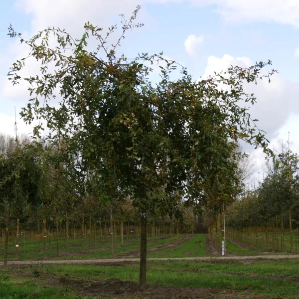 Quercus robur 'Pendula' – Weeping oak