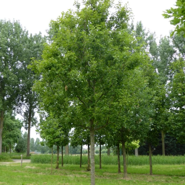 Quercus robur 'Spessart' – Quercus robur 'Spessart'