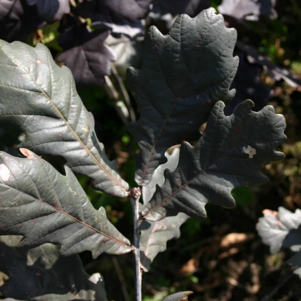 Quercus robur 'Timuki' – Quercus robur 'Timuki'