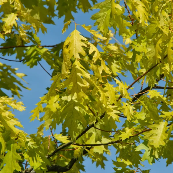 Quercus rubra 'Magic Fire' – Quercus rubra 'Magic Fire'