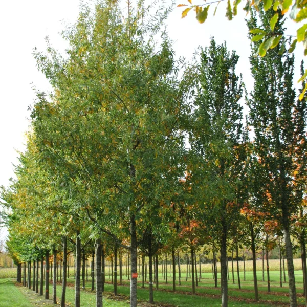 Quercus ×schochiana – Quercus ×schochiana