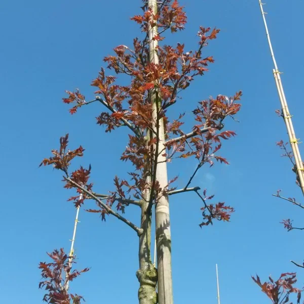 Quercus texana 'New Madrid' – Quercus texana 'New Madrid'