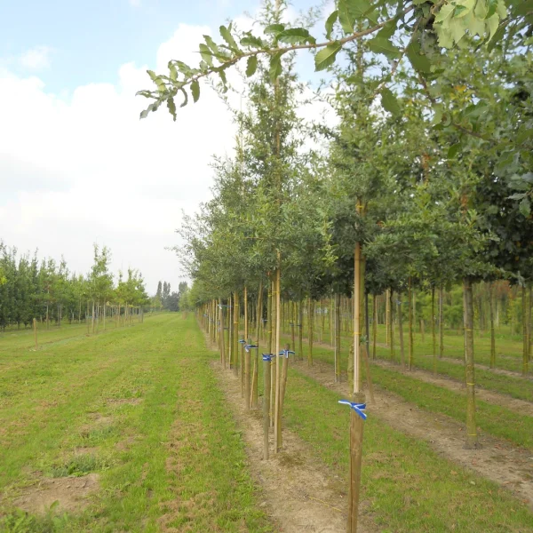 Quercus trojana – Macedonian oak