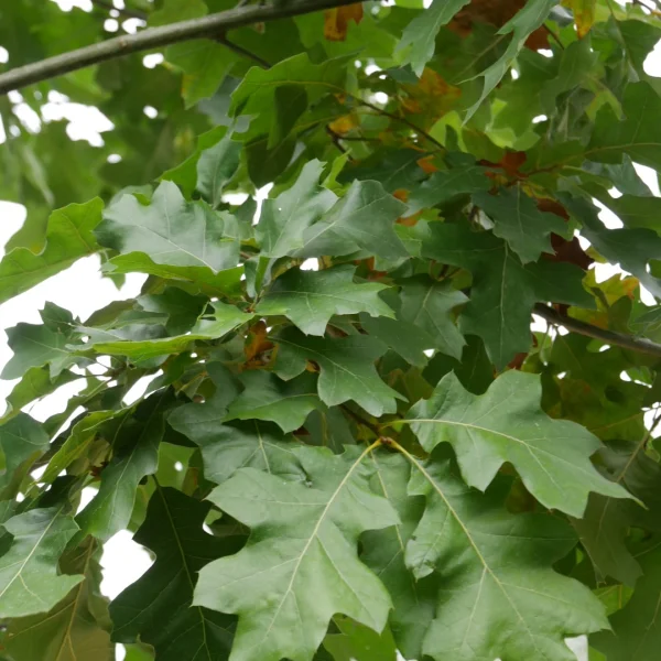 Quercus velutina – Black oak, Yellow bark oak, Quercitron oak