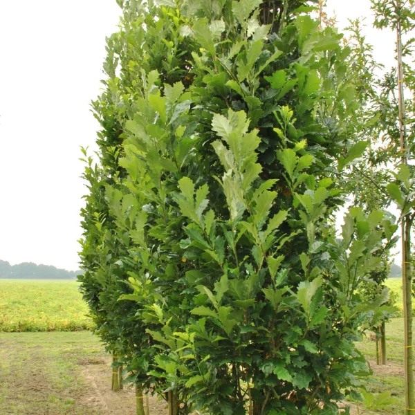 Quercus ×warei REGAL PRINCE ('Long') – Quercus ×warei REGAL PRINCE ('Long')