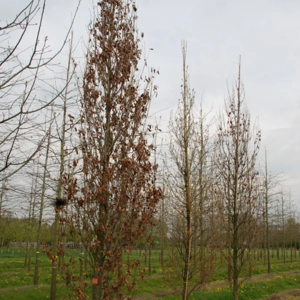 Quercus ×warei 'Wind Candle' – Quercus ×warei 'Wind Candle'