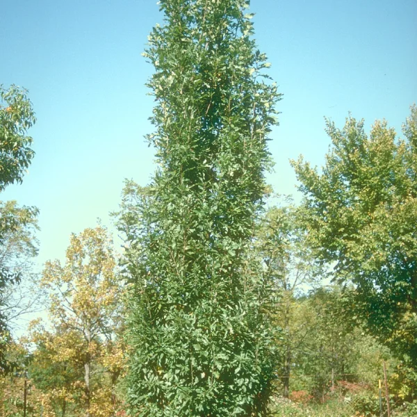 Quercus 'Columna' – Quercus 'Columna'