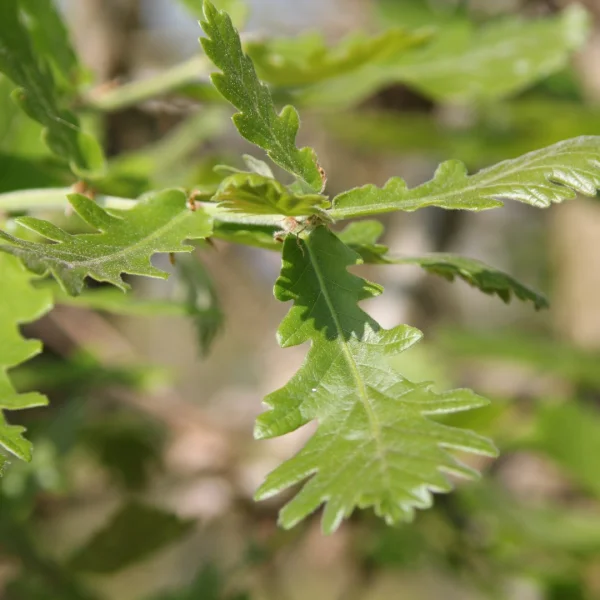Quercus 'Macon' – Quercus 'Macon'