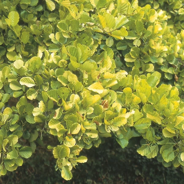 Alnus glutinosa 'Aurea' – Alnus glutinosa 'Aurea'