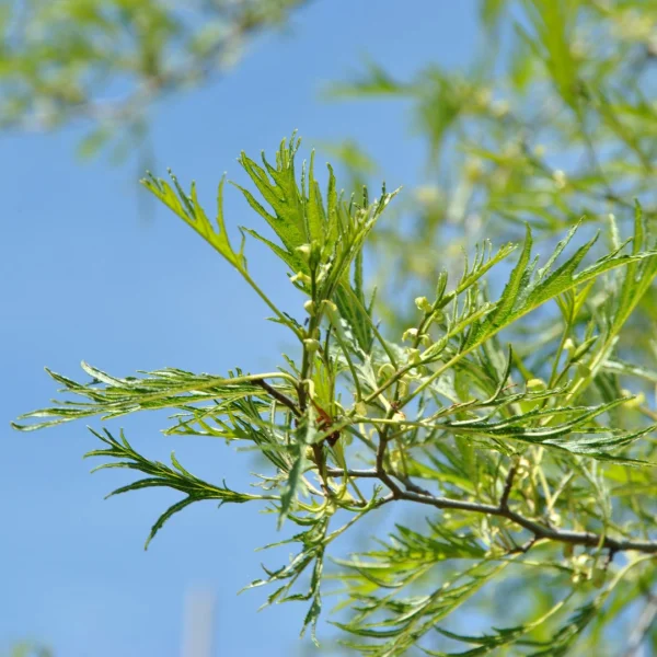 Alnus glutinosa 'Imperialis' – Alnus glutinosa 'Imperialis'