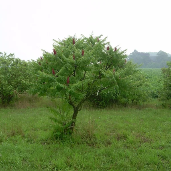 Rhus typhina 'Dissecta' – Rhus typhina 'Dissecta'